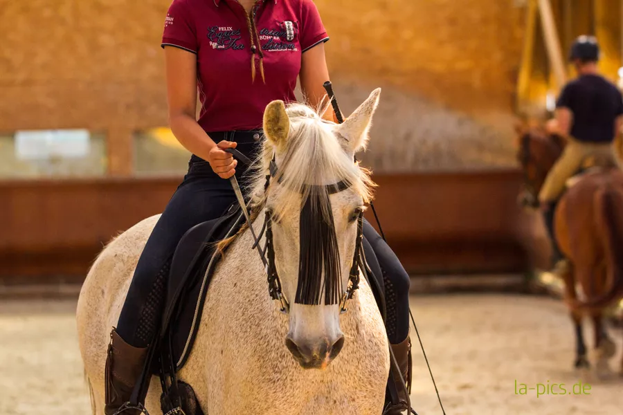 Pferde mit Reiter in einer Reithalle beim Kurs