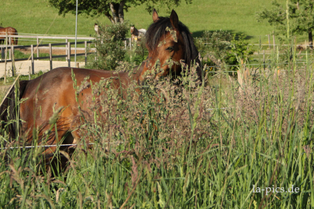 Pony hinter dem Swale Pony hinter dem Swale