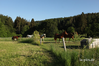 Herde auf dem Paddock Trail